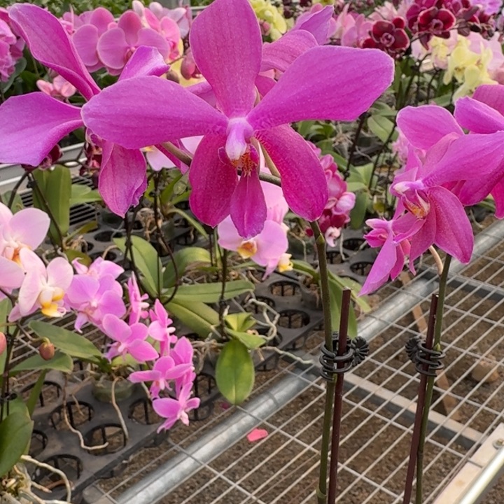 天***寞完全开放0381蝴蝶兰一物一拍