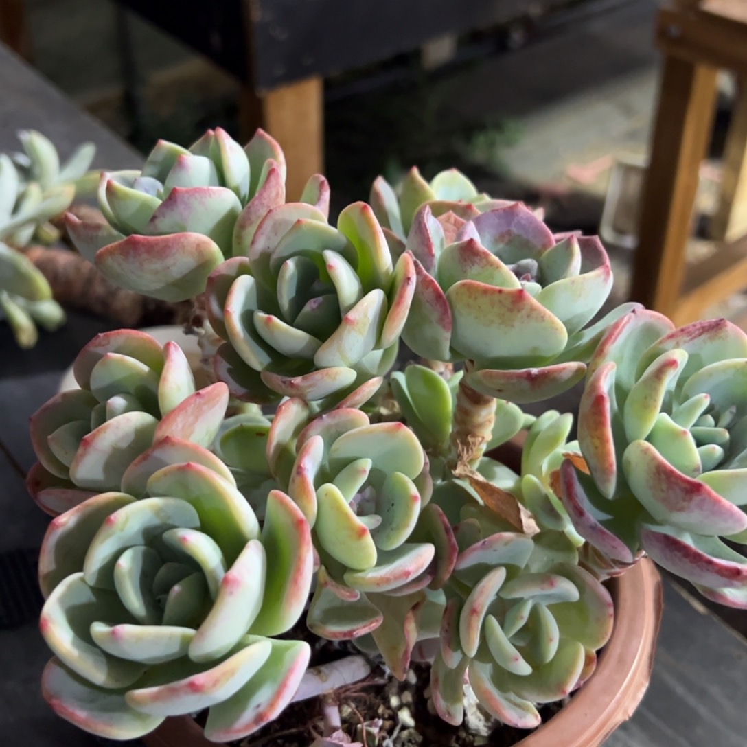 多肉植物一物一拍