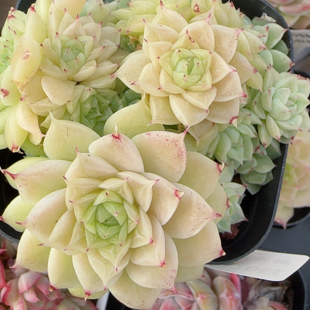 花语逸境0220-257散