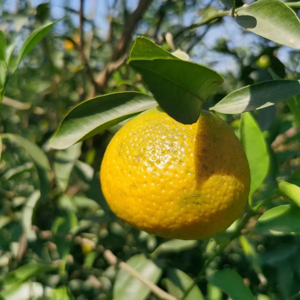 梅江原枝  大红 大红 鲜果 核心产区 新会陈皮 新会发货