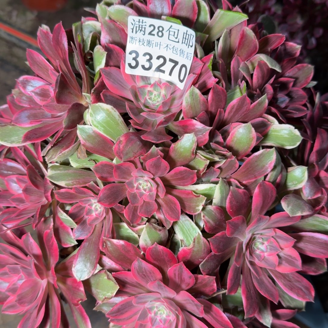 33270浣纱多肉植物