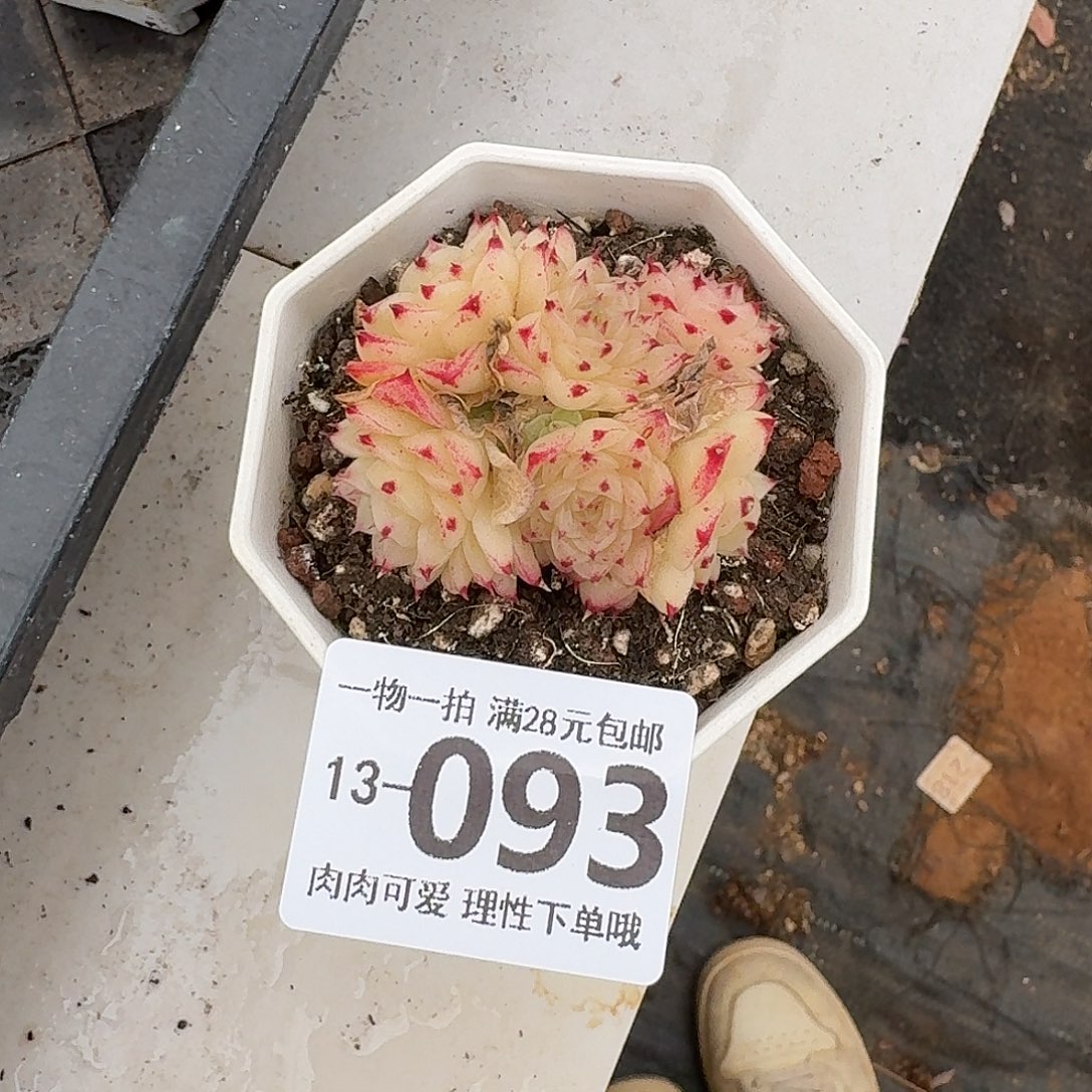 麦秆无盆土发货无盆土发货无