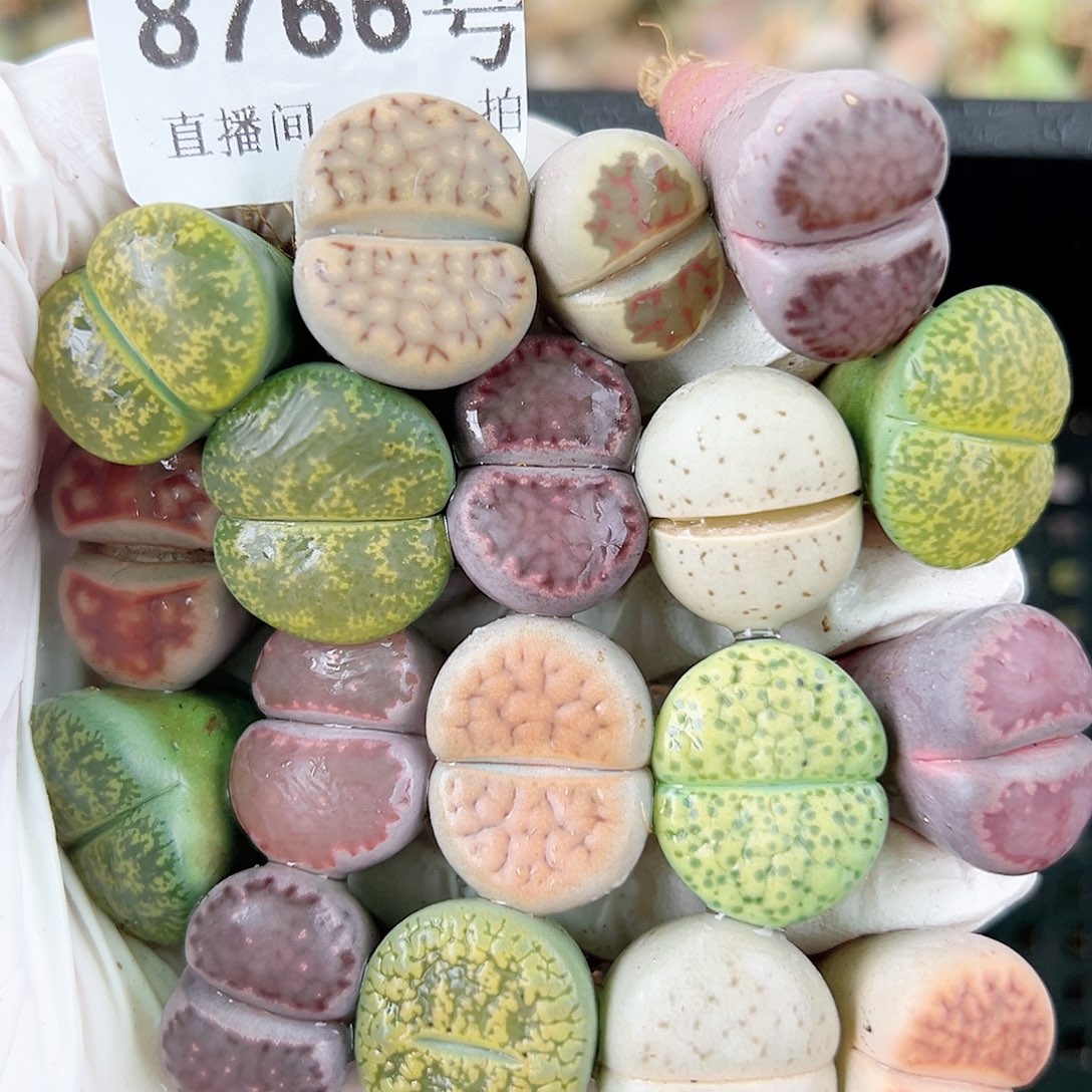 8766 好养易活生石花大母本18个