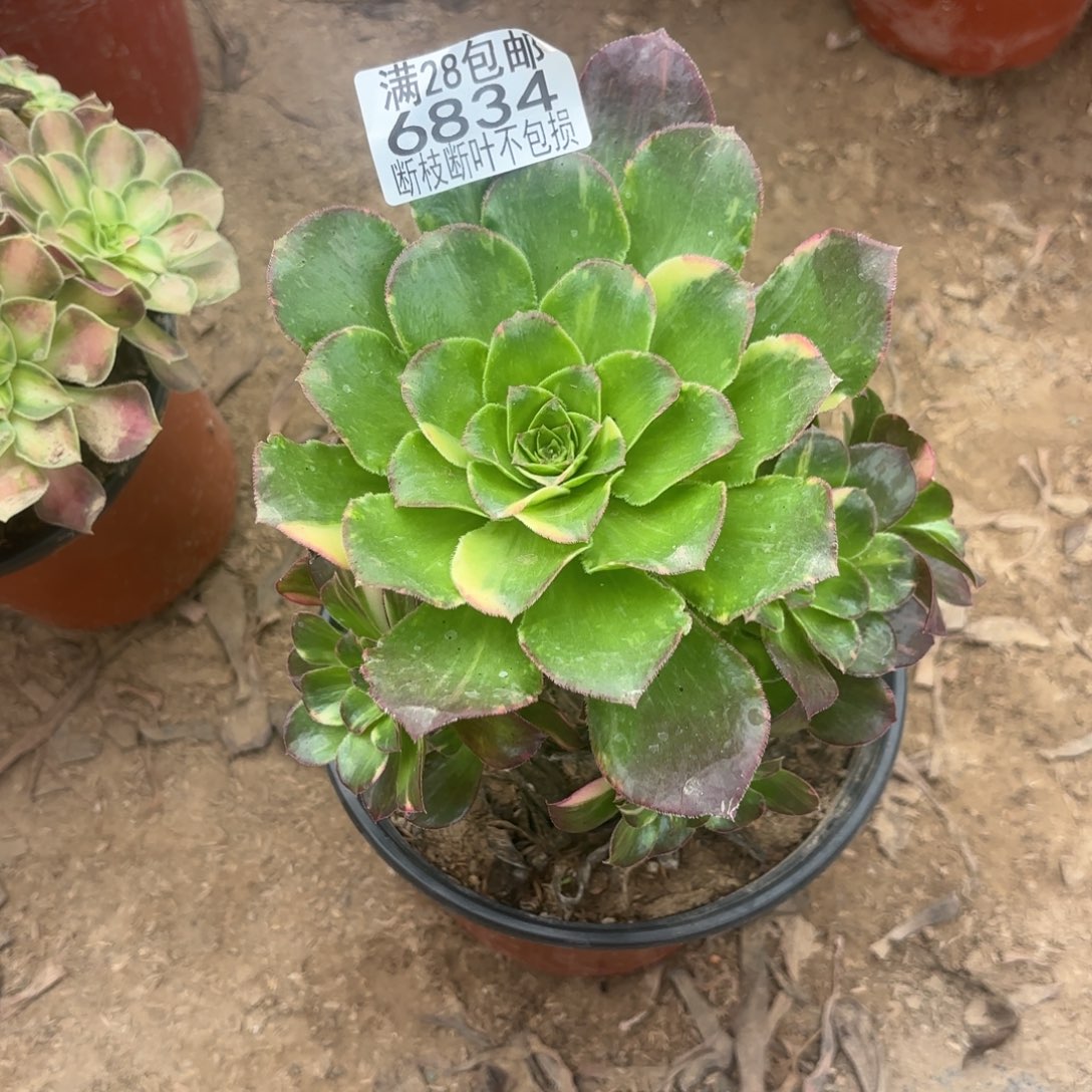 M. 6834魅影七彩多肉，ba