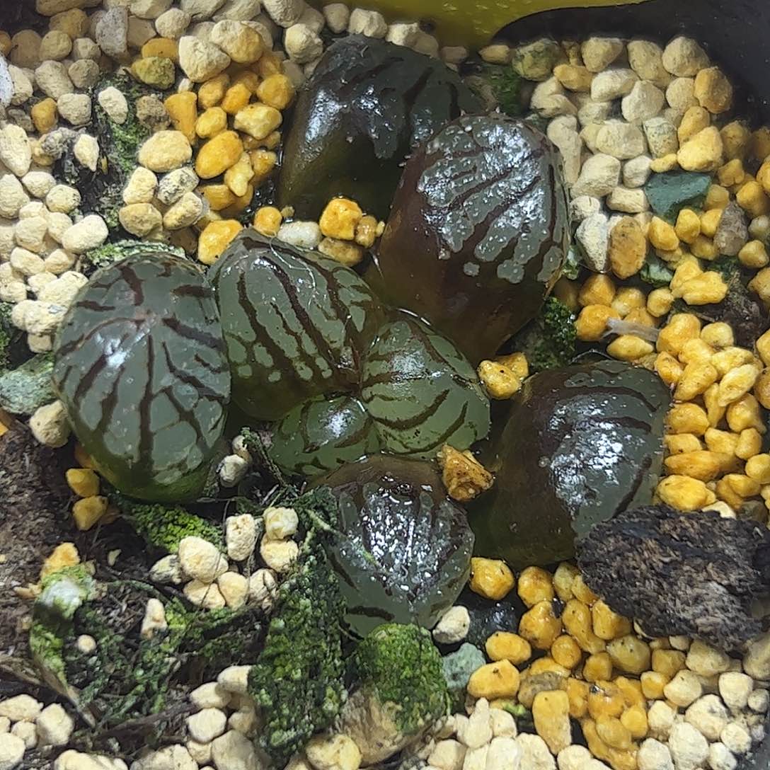 魔界变异十二卷多肉