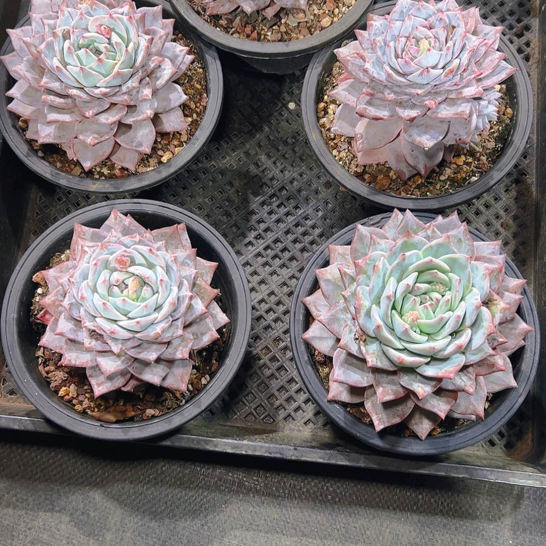 笑**独粉蓝鸟五颗175号一物一拍