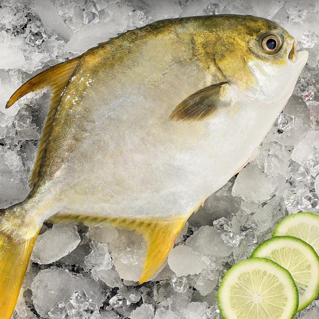 5条深海金鲳鱼400-500g/条 顺丰包邮 鲜活速冻非活发广东海鱼 