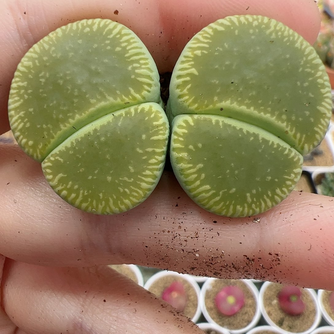 【闪购商品】136 圣诞福利