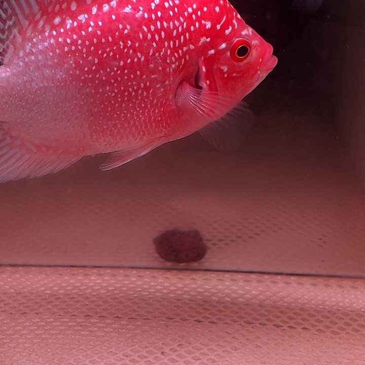 罗汉鱼金花火凤罗汉鱼