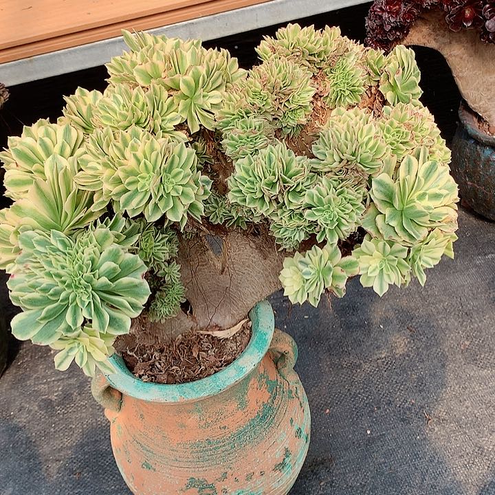瑕疵碧玉朵朵脱土发货啊
