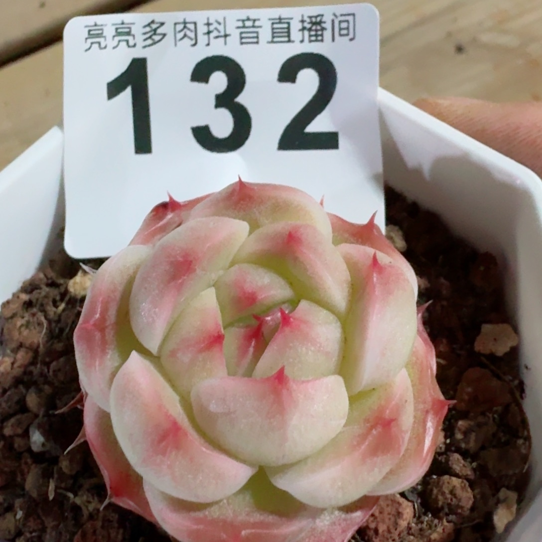 惊喜珍妮         精品多肉