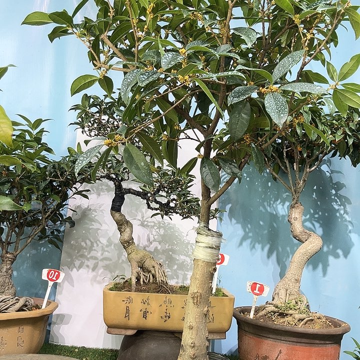 石***叶大量花朵（建议范围：8朵-15朵 或40%以上）丹桂111111