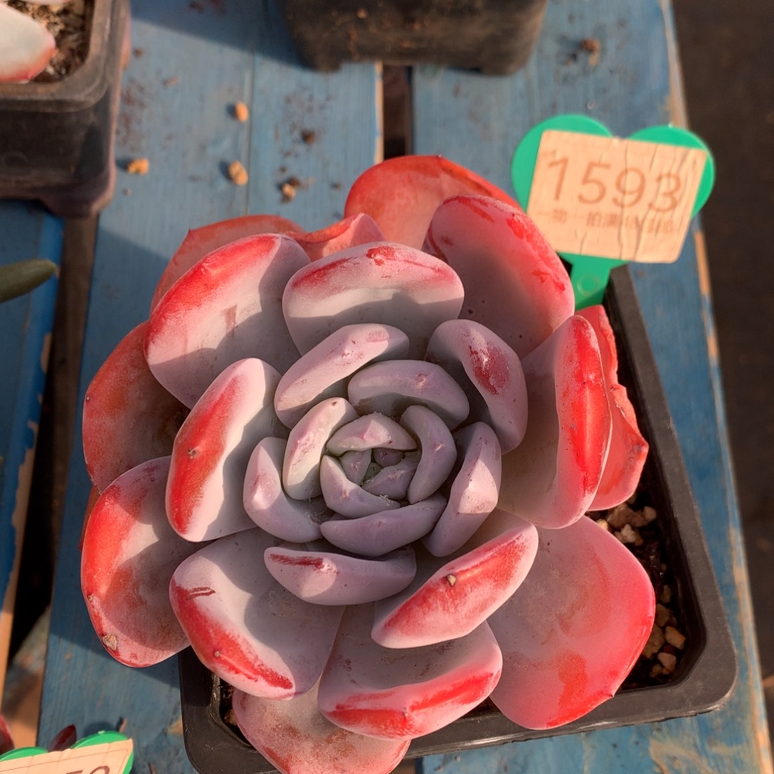 红皮韩版奶茶老桩单头1593