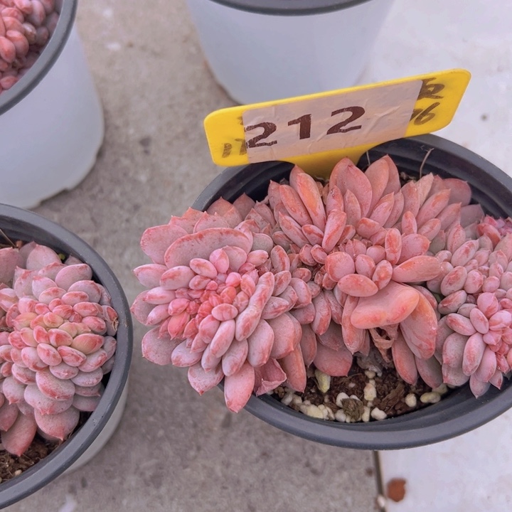 健健康康平平安安