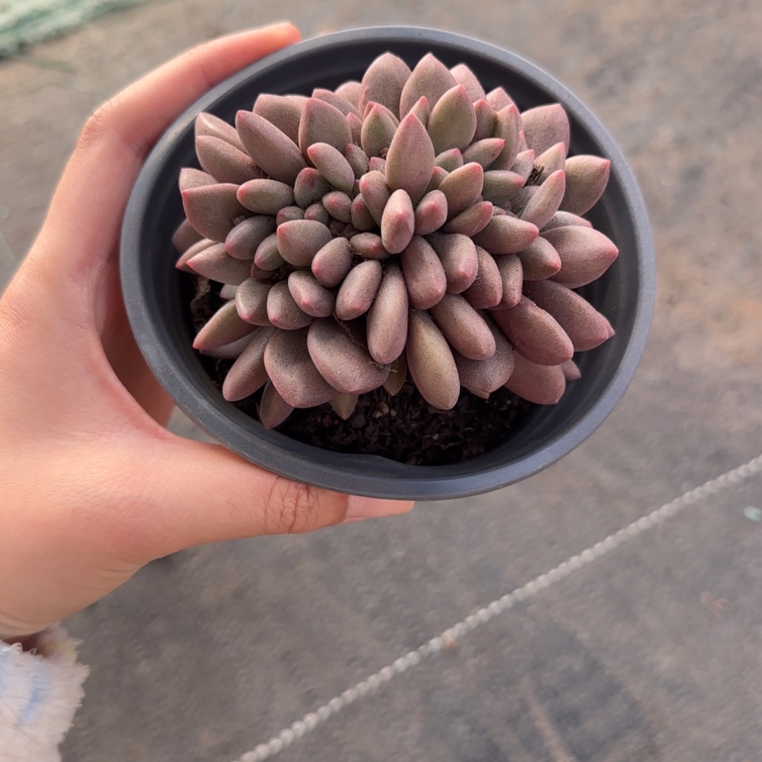 桃花源缀多肉植物一物一拍