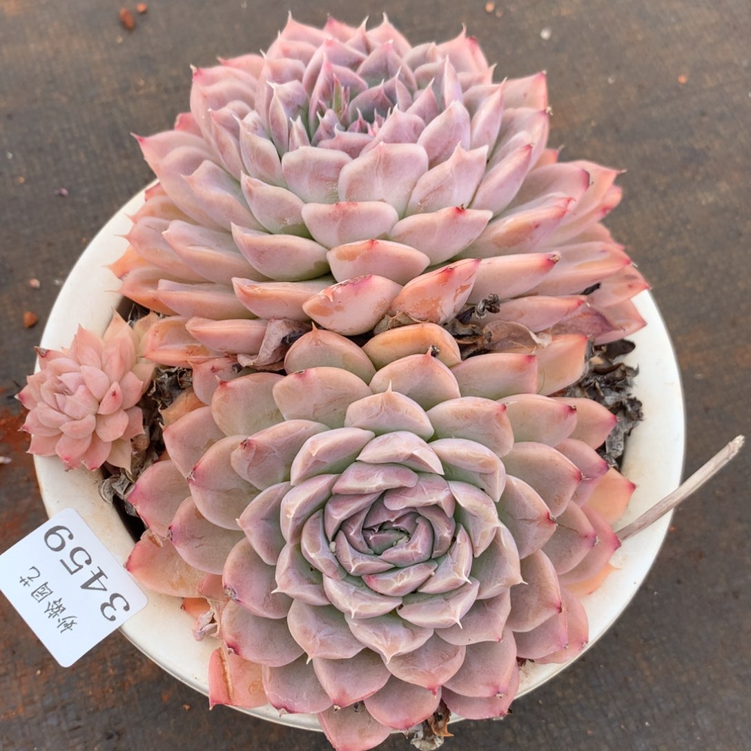 3459新年快乐发发发