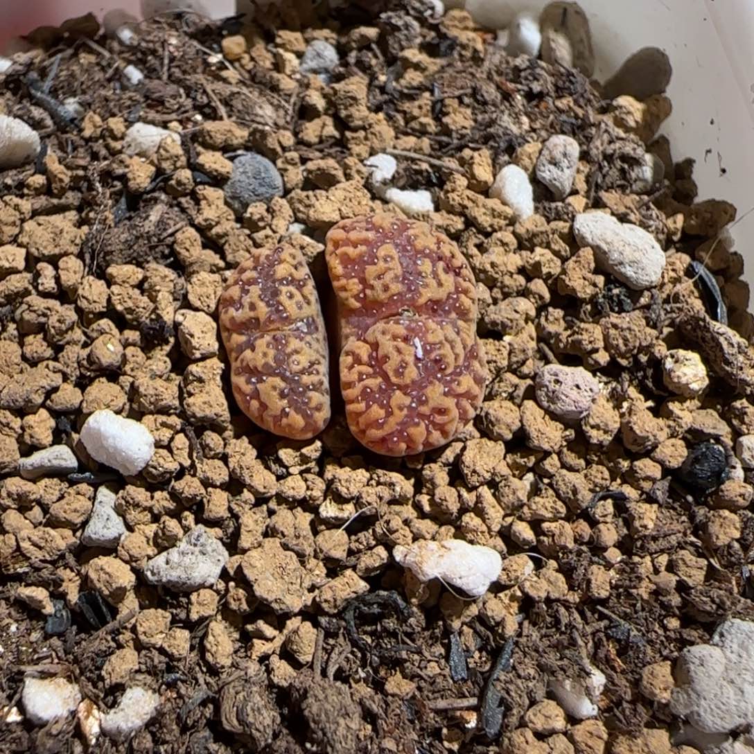*****肉锥多肉植物组合-1309