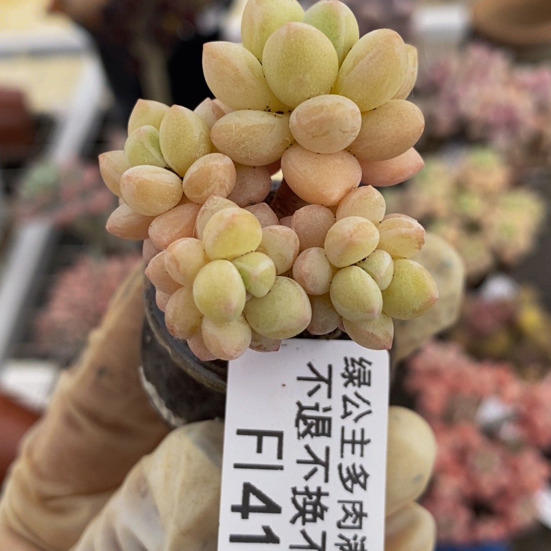 萤火虫415/5cm多肉