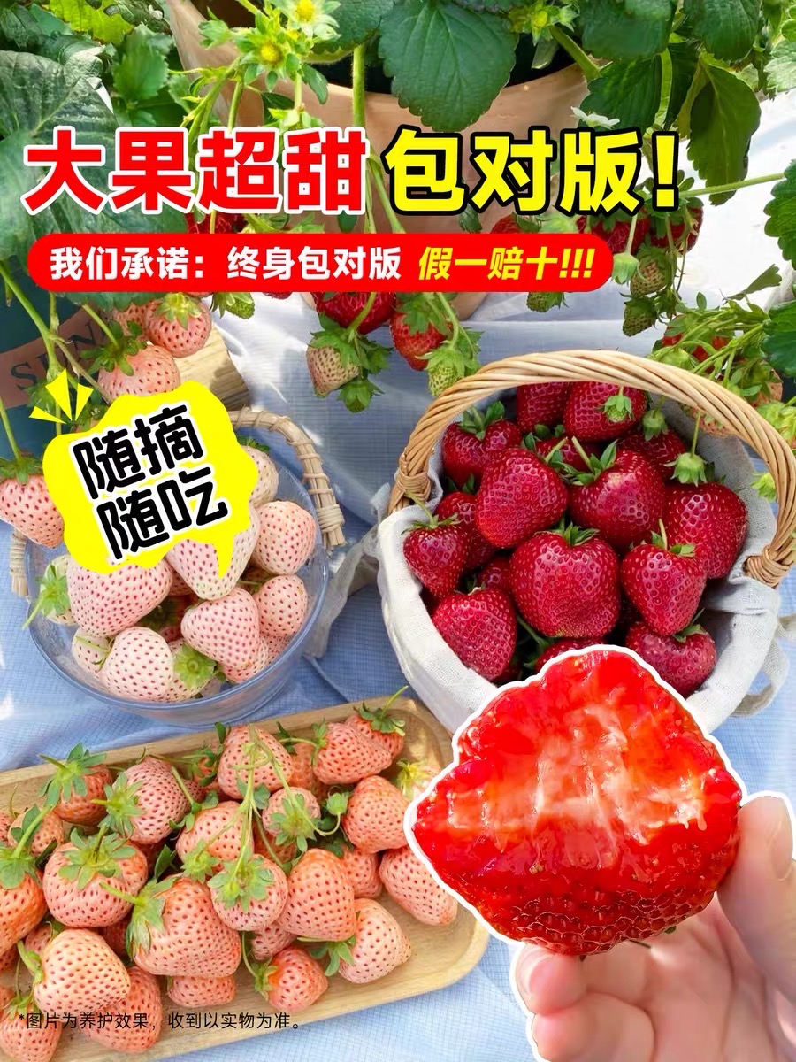 【7天开花+带盆带土】草莓苗奶油红颜宁玉阳台庭院耐寒四季草莓盆栽