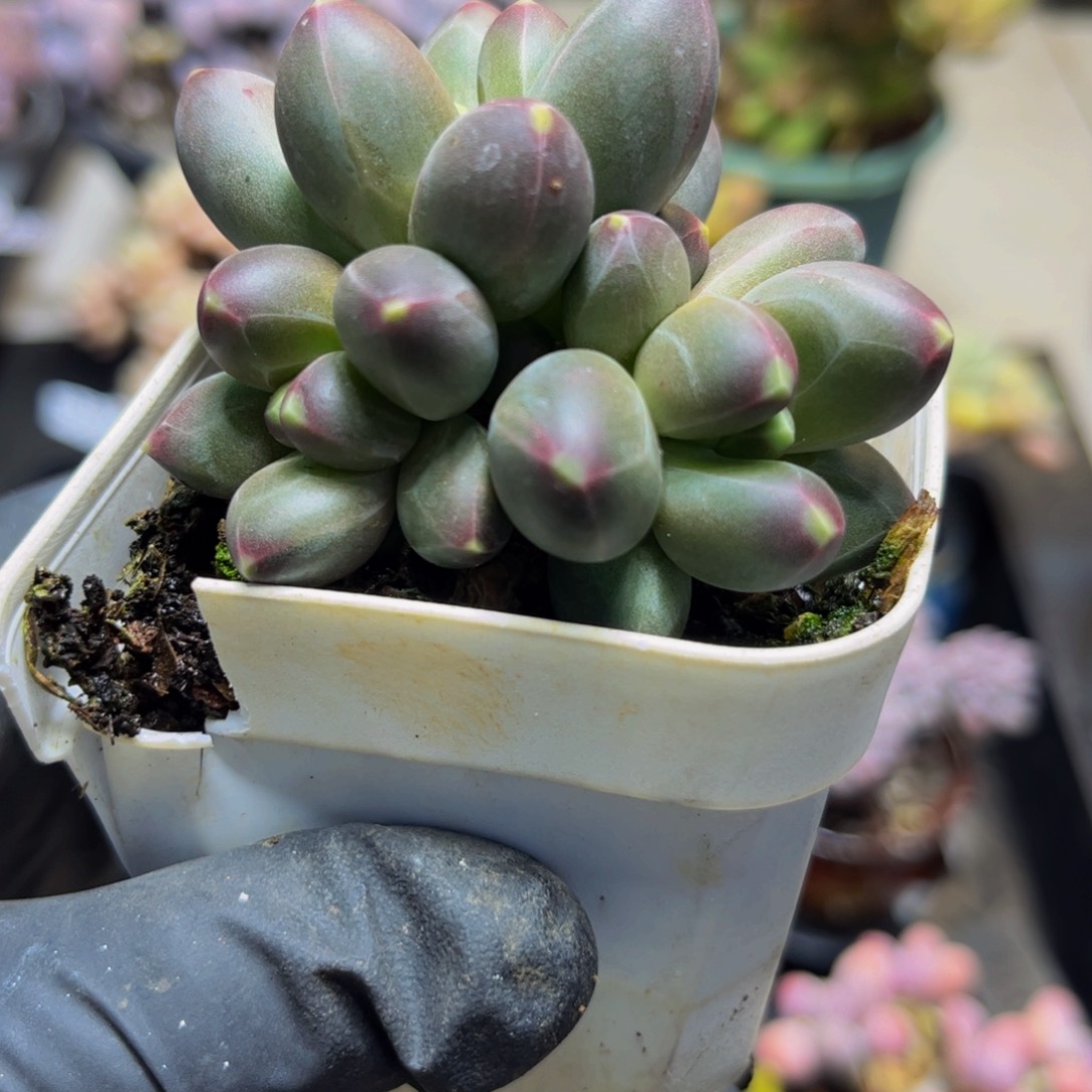 256香蕉树6厘米多肉