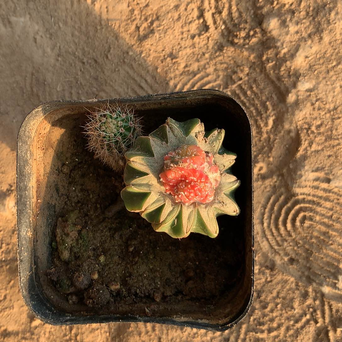 【闪购商品】一兜兜兜