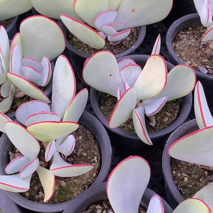 白眉双头脱土发货