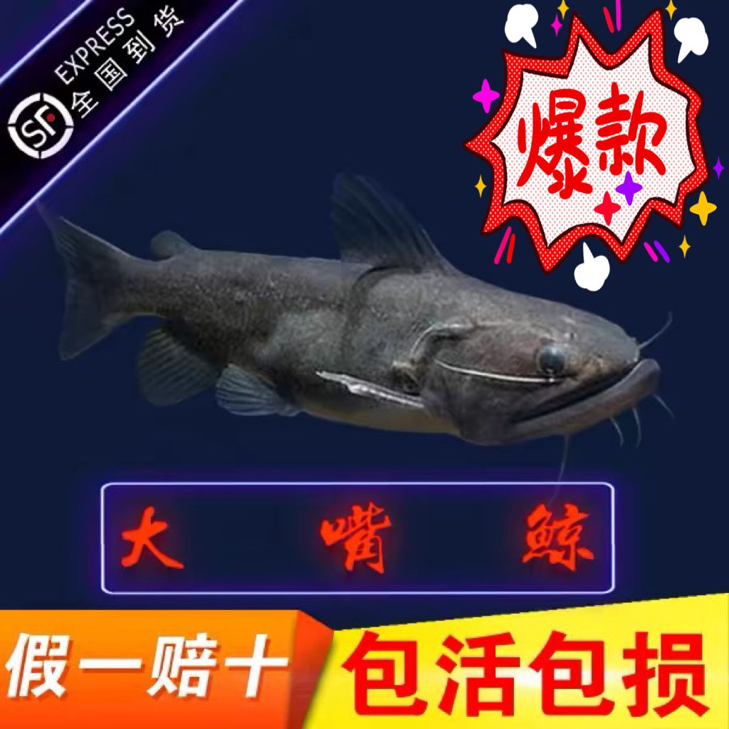 大嘴鲸 黑魔鲸 南美大型热带观赏鱼凶猛活体淡水龙鱼配鱼特价包邮