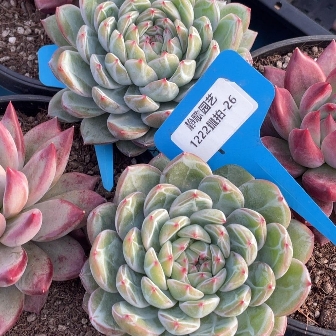 1222-26-雪花珍妮大单头一颗