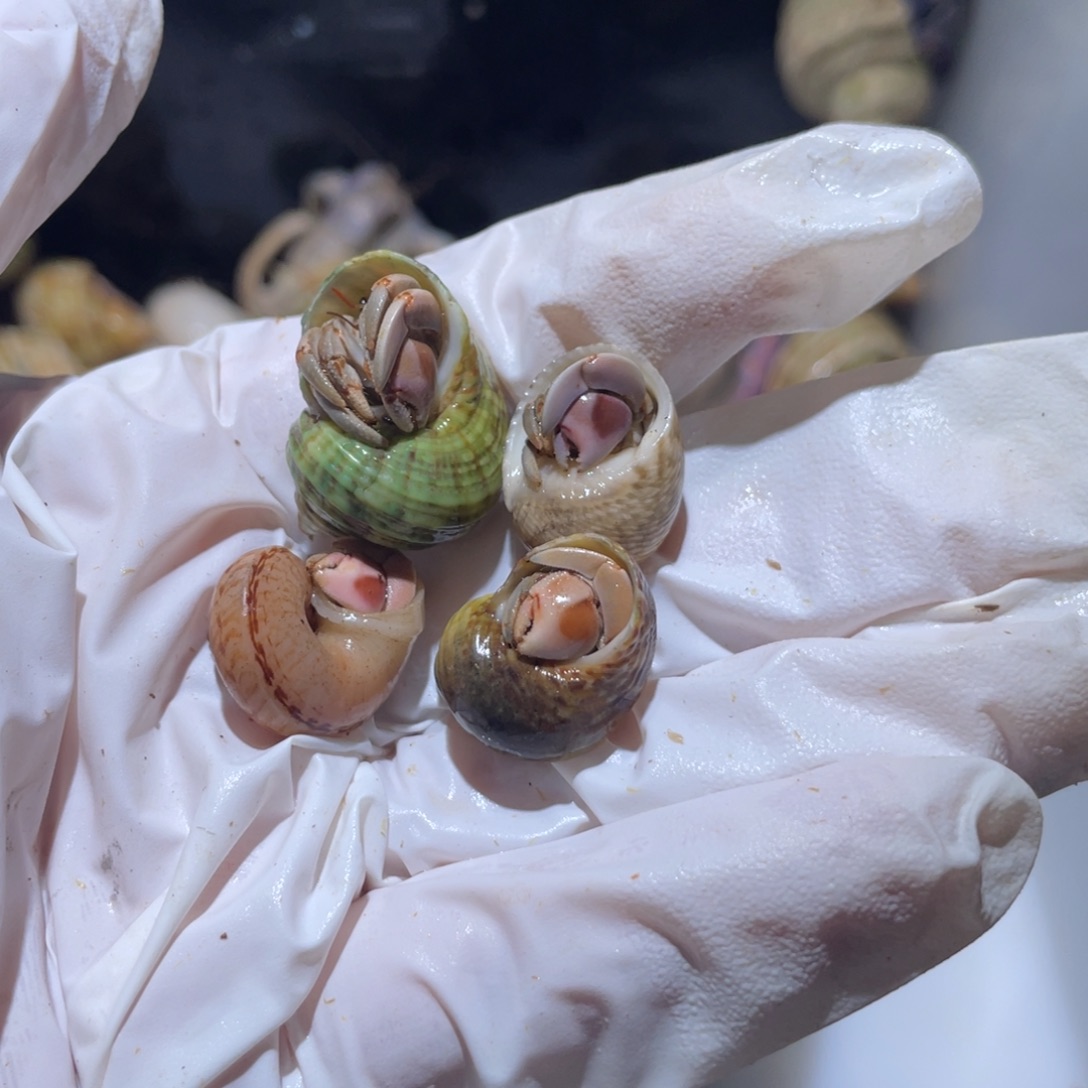 T13 寄居蟹紫陆小豆丁组合4只