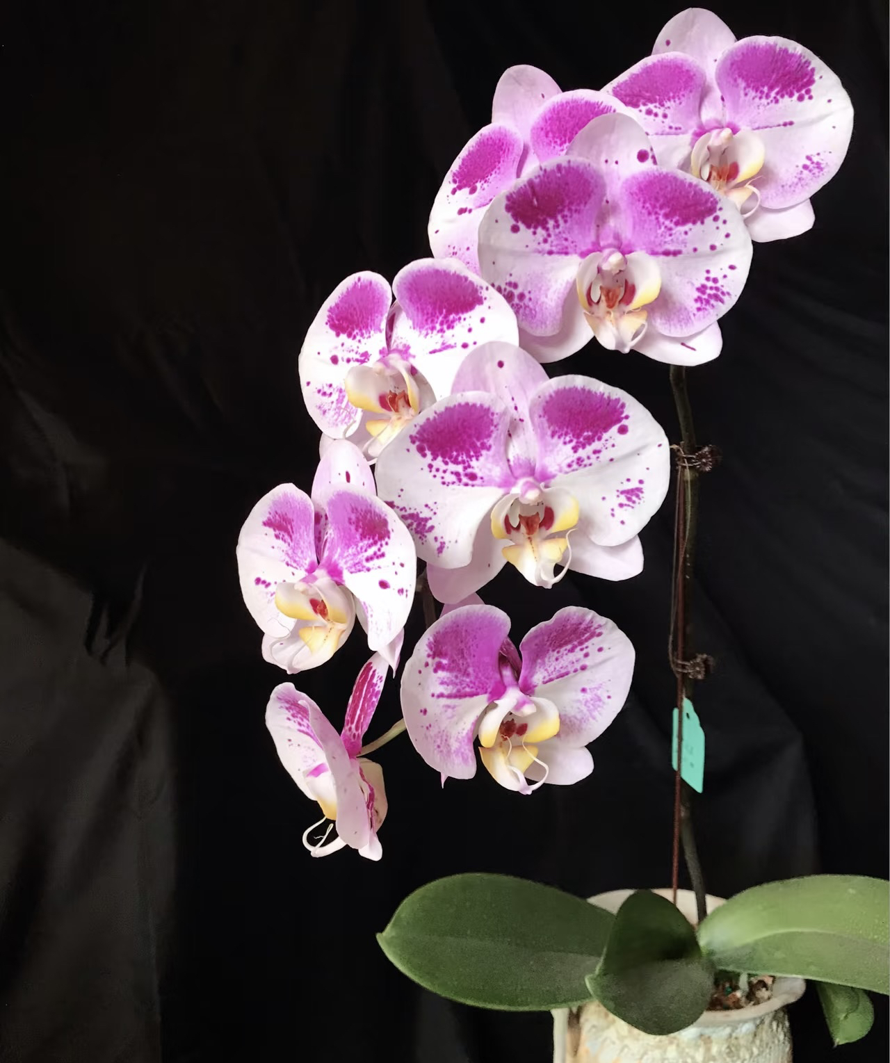 蝶中之王蝴蝶兰3.5加高成熟苗不带花不带花剑
