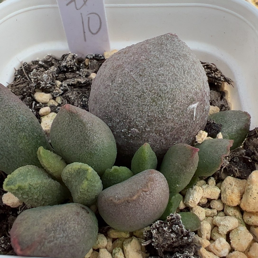 哈弗大苗多肉植物水泡多肉植物