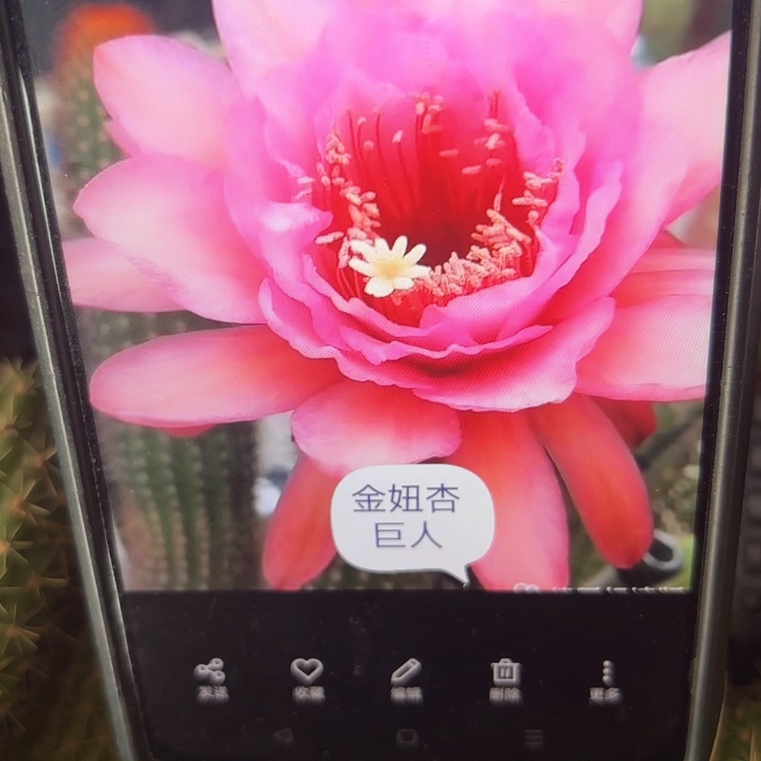 杏巨人金妞侧牙20包邮仙人球5