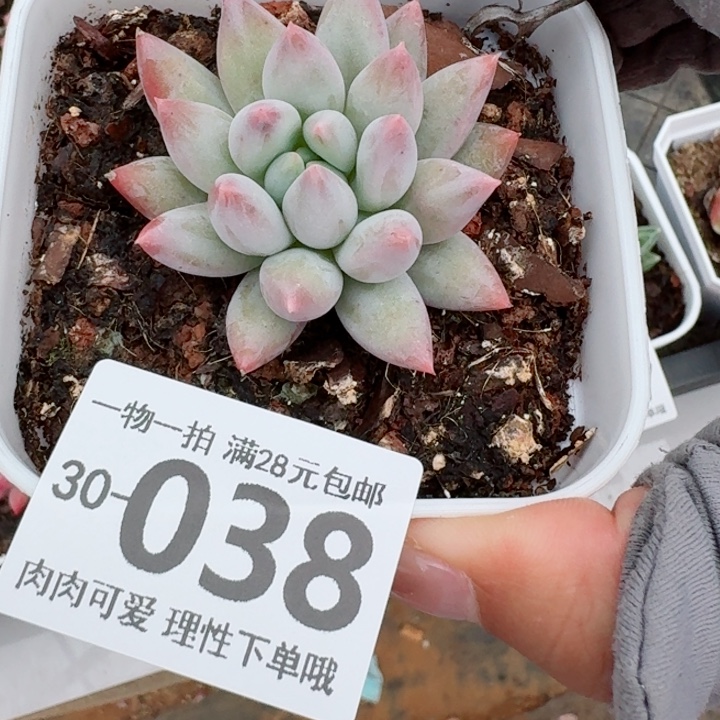 所罗门多肉多肉植物多肉多肉多