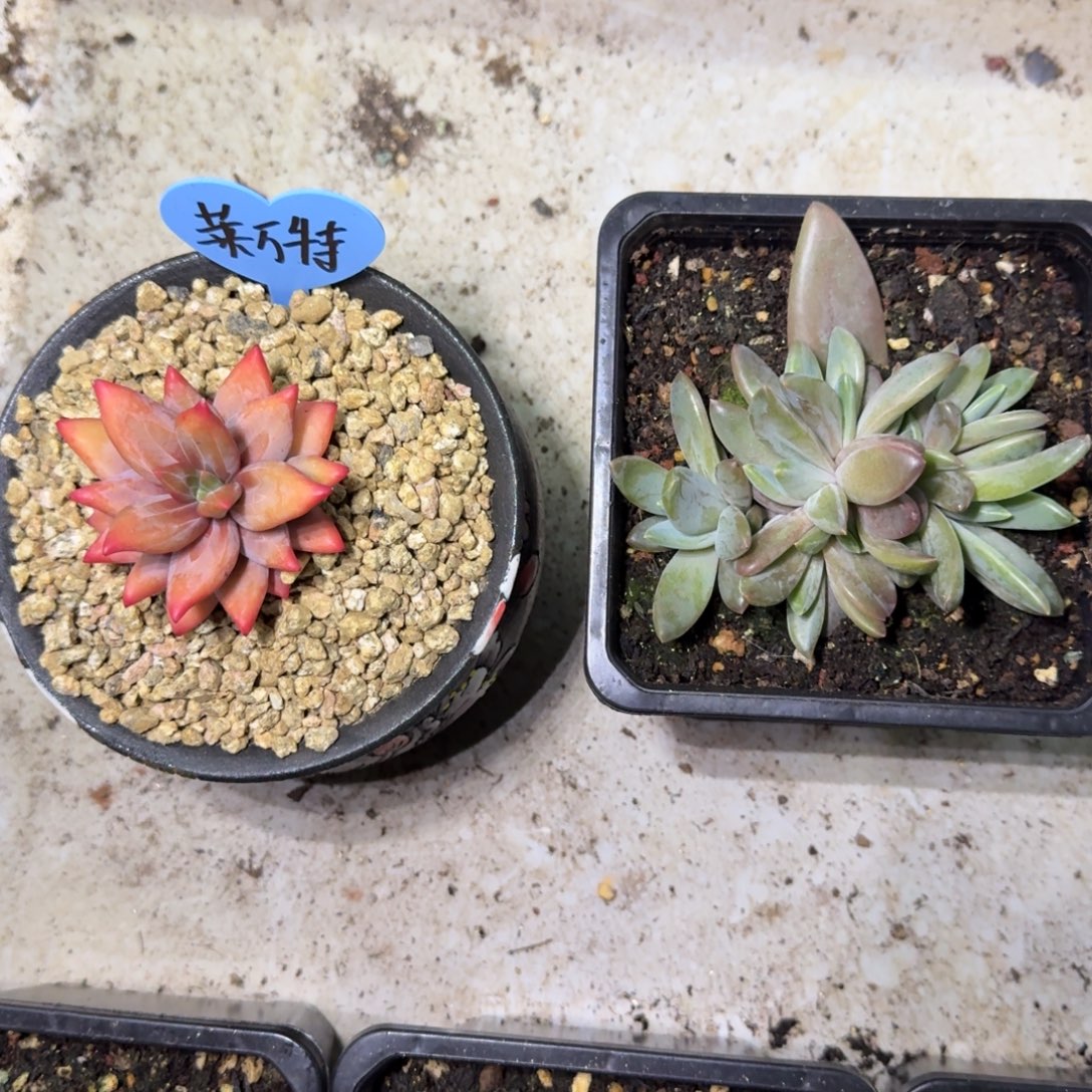 莱万特 群生  一物一拍