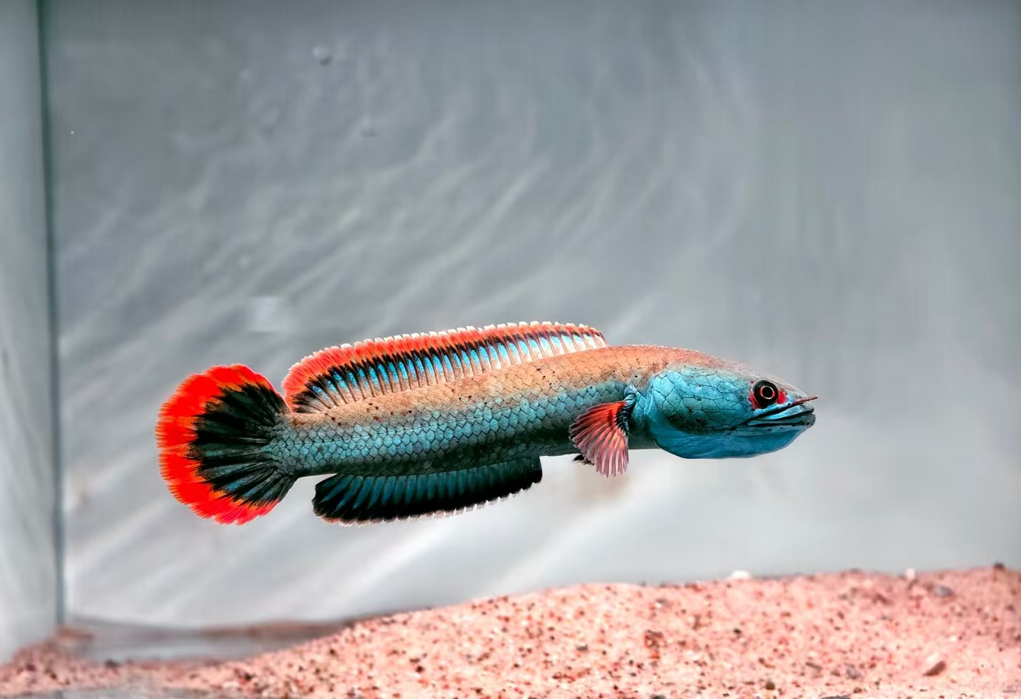  血斑雷龙血斑一型雷龙/冰火雷龙/小型雷龙 