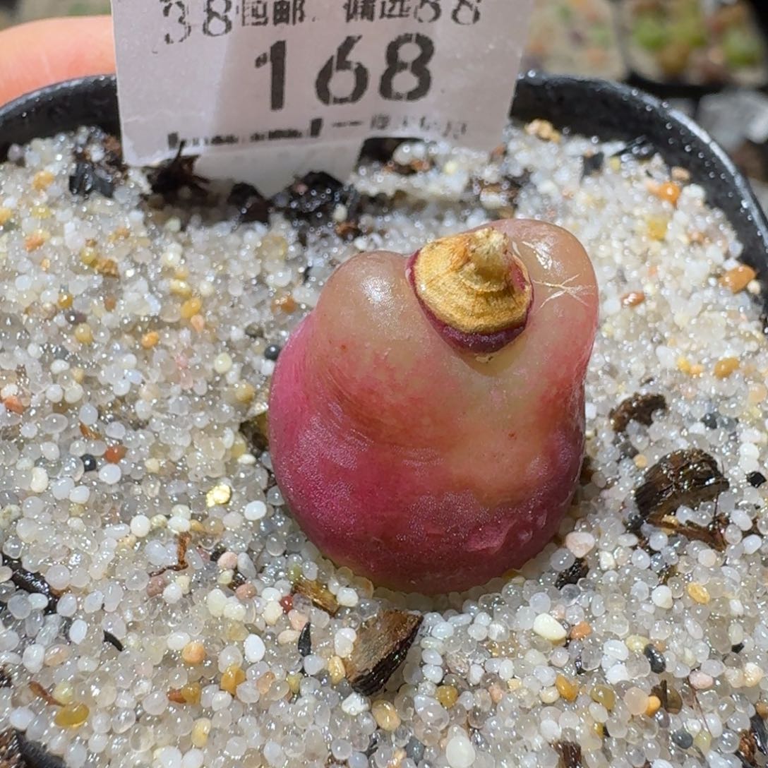 Sss精品清货款168