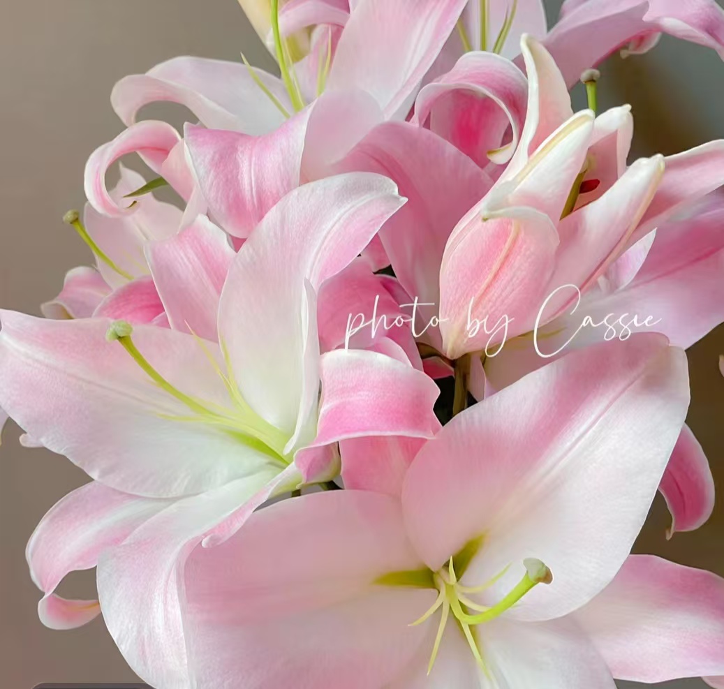 【圆舞曲】星光百合粉红色单瓣百合超级大花苞AA级品质