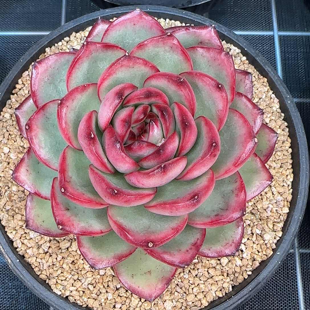 从前慢花园精选万宝龙