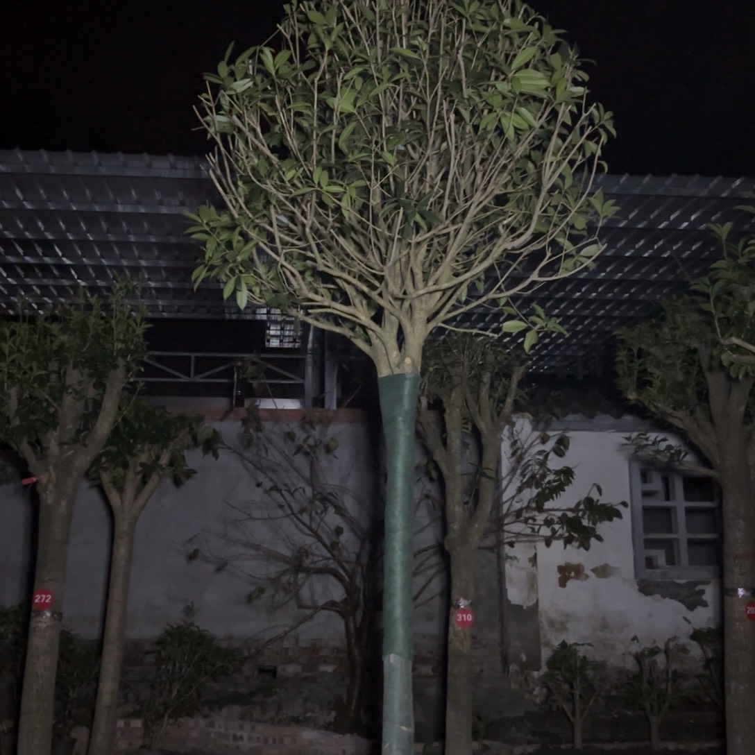 当前无花栽培后可以开花