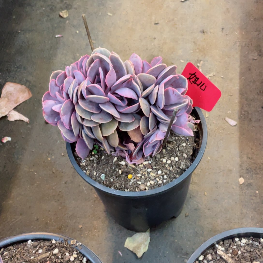 妞*妞儿，紫丁香缀化，，