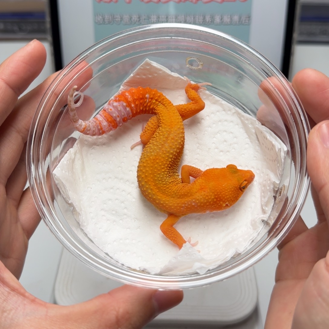 豹纹守宫雨水蜜桔