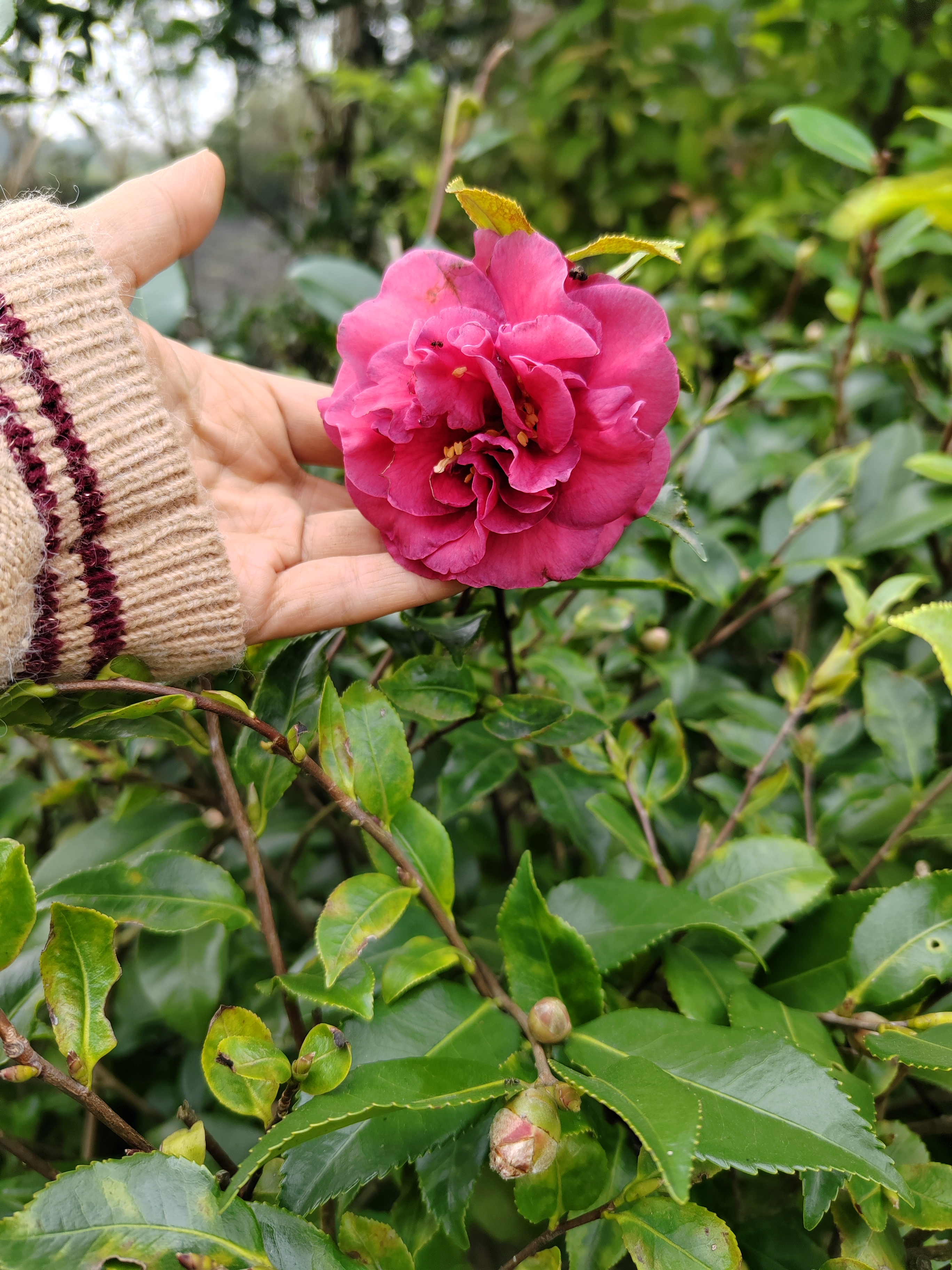 茶梅露天栽种好养