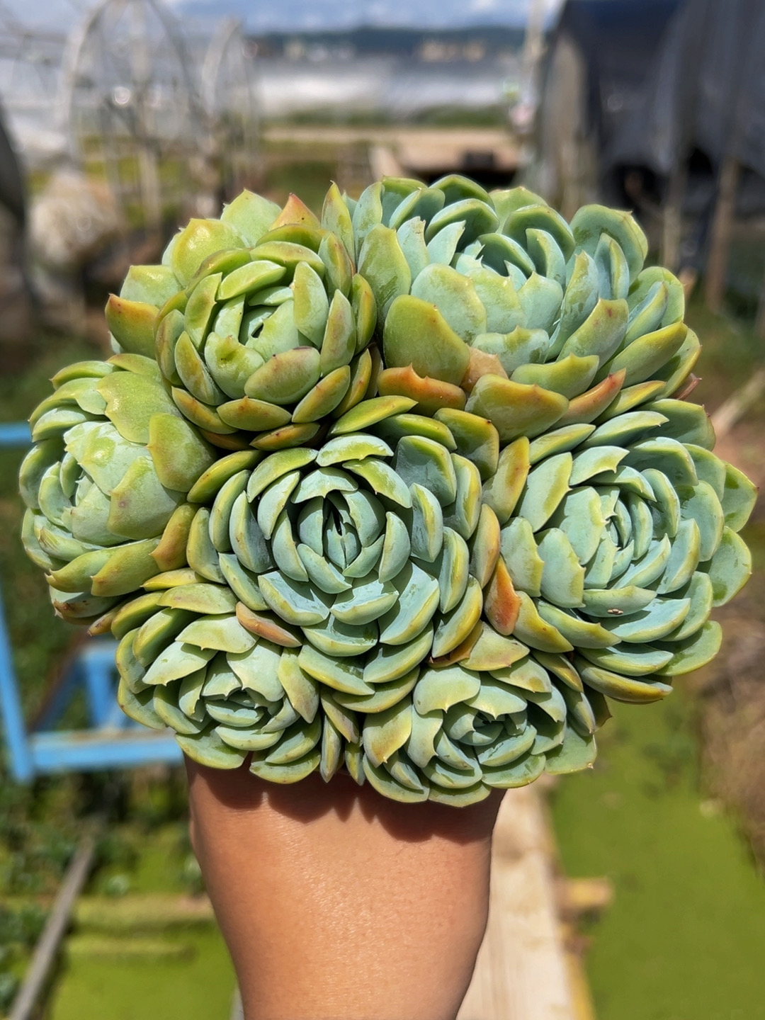 HS香水贝瑞 精品多肉植物 好养好活 帯盆土云南基地发货