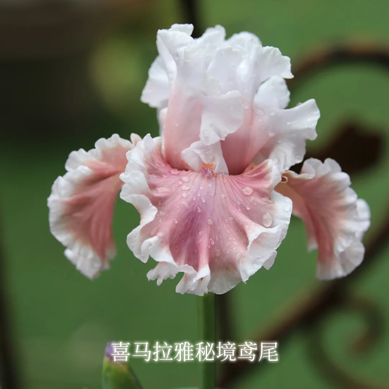5ml 尖货大炸！喜马拉雅秘境鸢尾单方精油