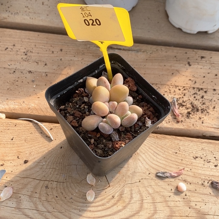 -****-104020mini芒果奶