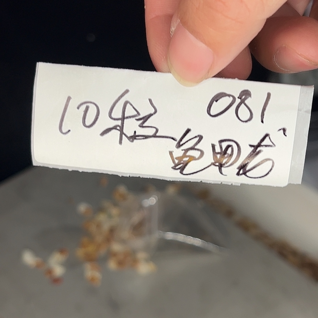 多肉植物专拍植物不退换 一物一拍 081