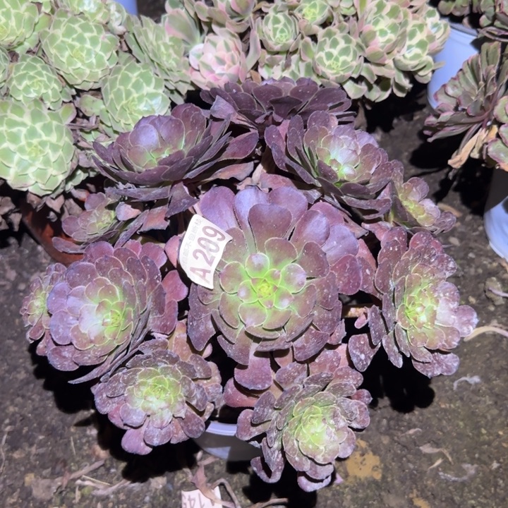 黑萝莉……多肉植物的