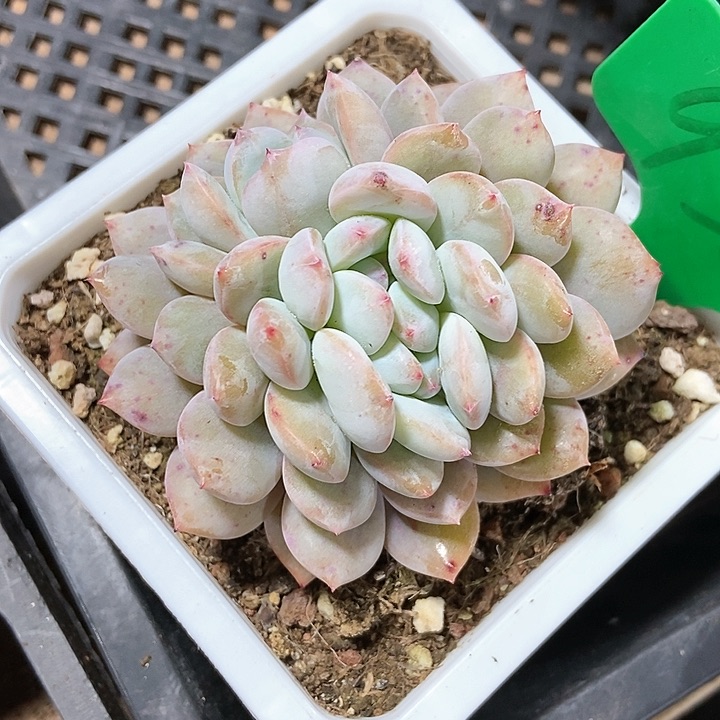 多肉植物橙子小缀938