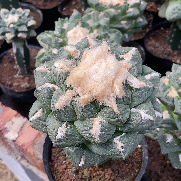 嫁接12.5cm龟甲连山牡丹