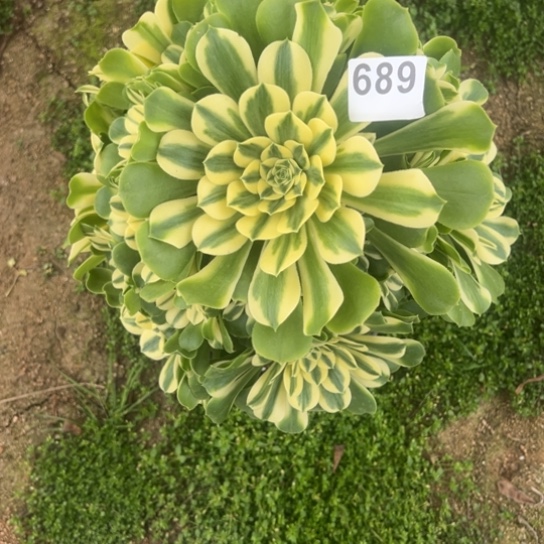 蜻**水689辛尼亚多肉植物花花